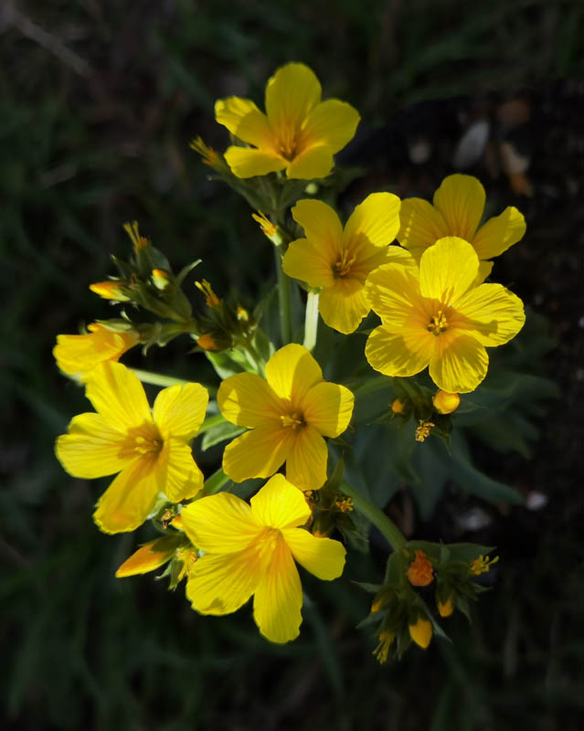 Linum capitatum en fleurs dans une prairie alpine